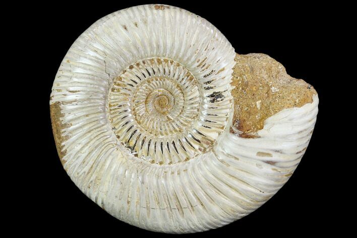 Polished Jurassic Ammonite (Perisphinctes) - Madagascar #104953